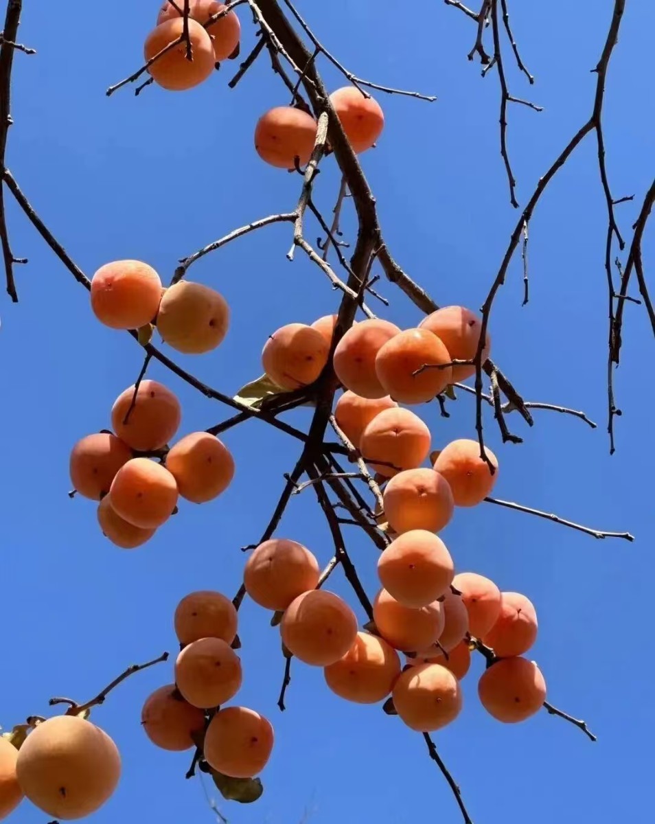 又是一年柿子紅