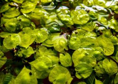 又到榆錢飄香時