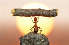 小螞蟻的生活哲學