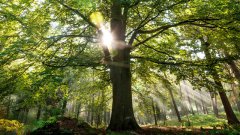 上下同欲、葉茂根深